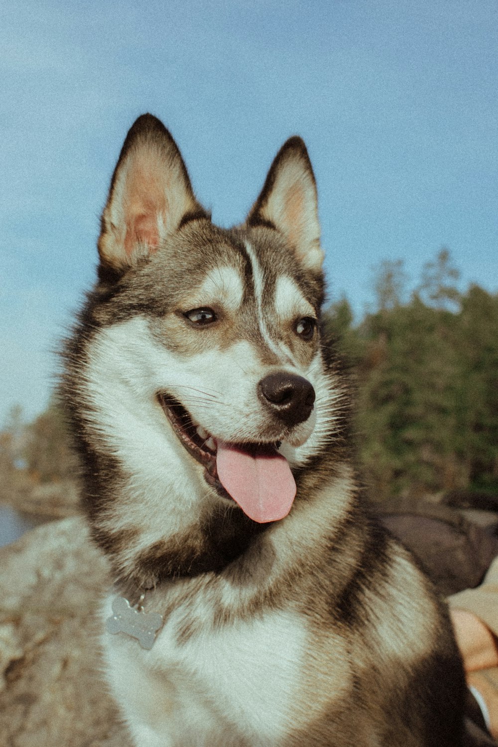 adult white and black husky