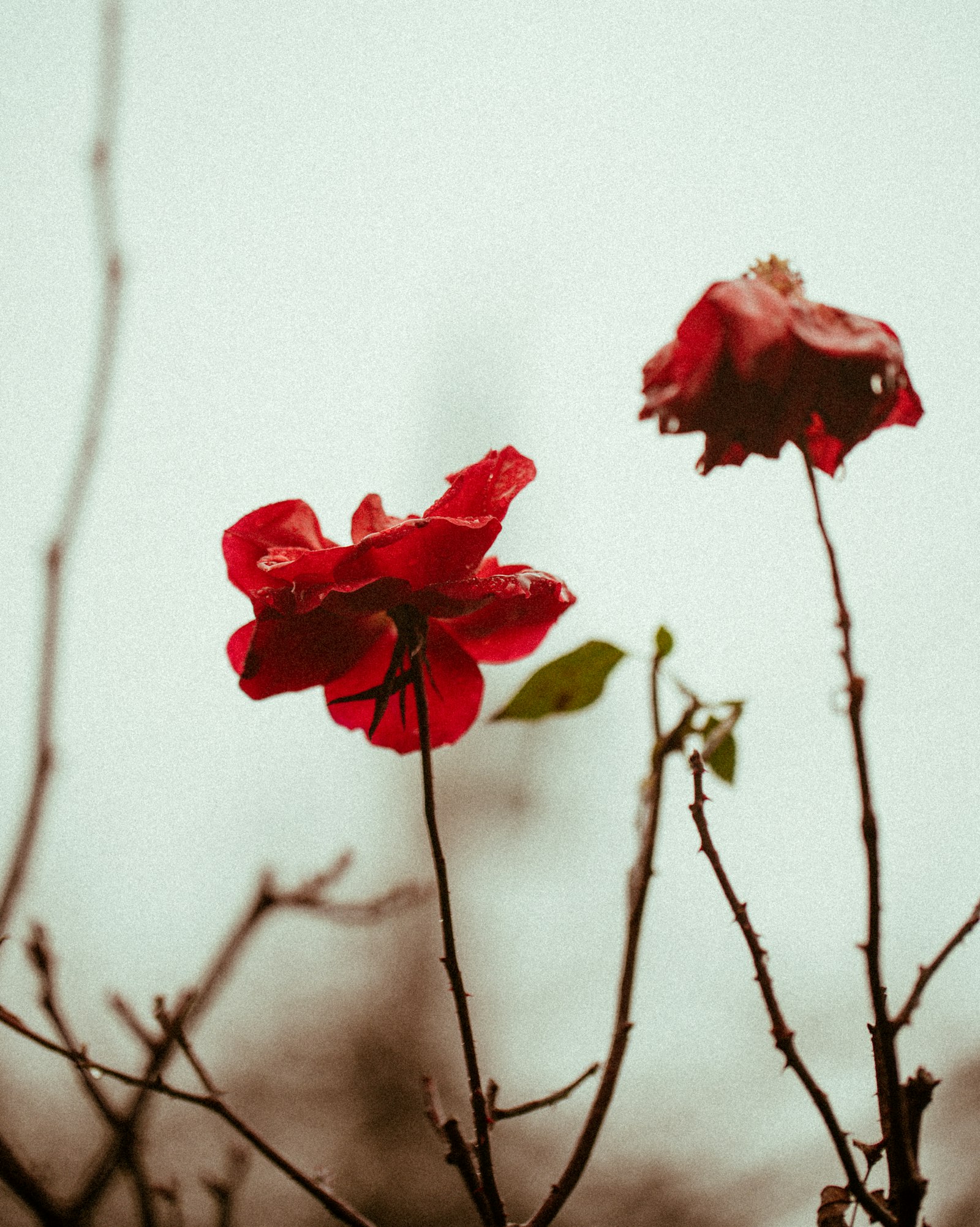 Canon EF 100mm F2.8L Macro IS USM sample photo. Two red poppy flowers photography