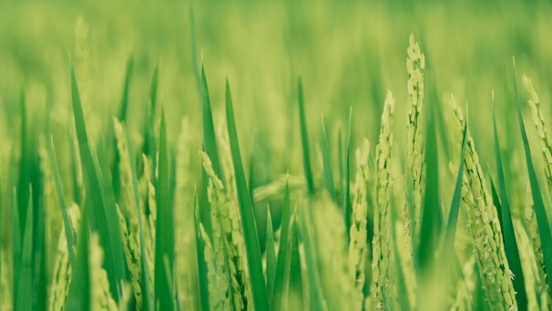 Green stalks of rice plants with some grains visible in a close-up shot of a field.