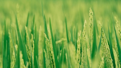 Green stalks of rice plants with some grains visible in a close-up shot of a field.