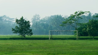 tree beside white metal frame
