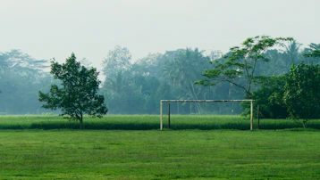 tree beside white metal frame