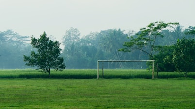 tree beside white metal frame