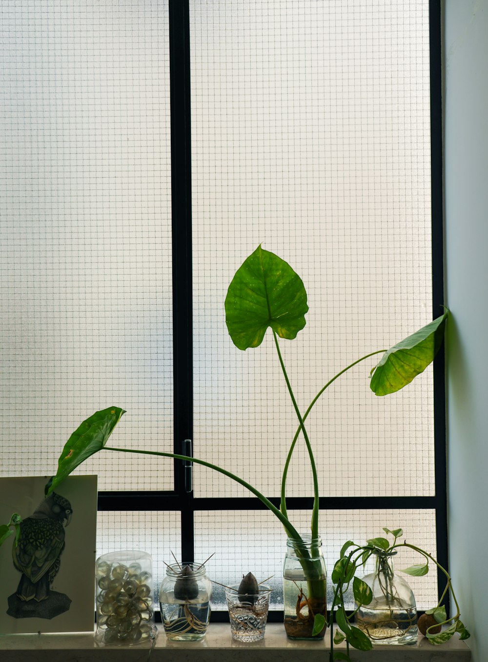 透明なガラス瓶に緑の葉の植物