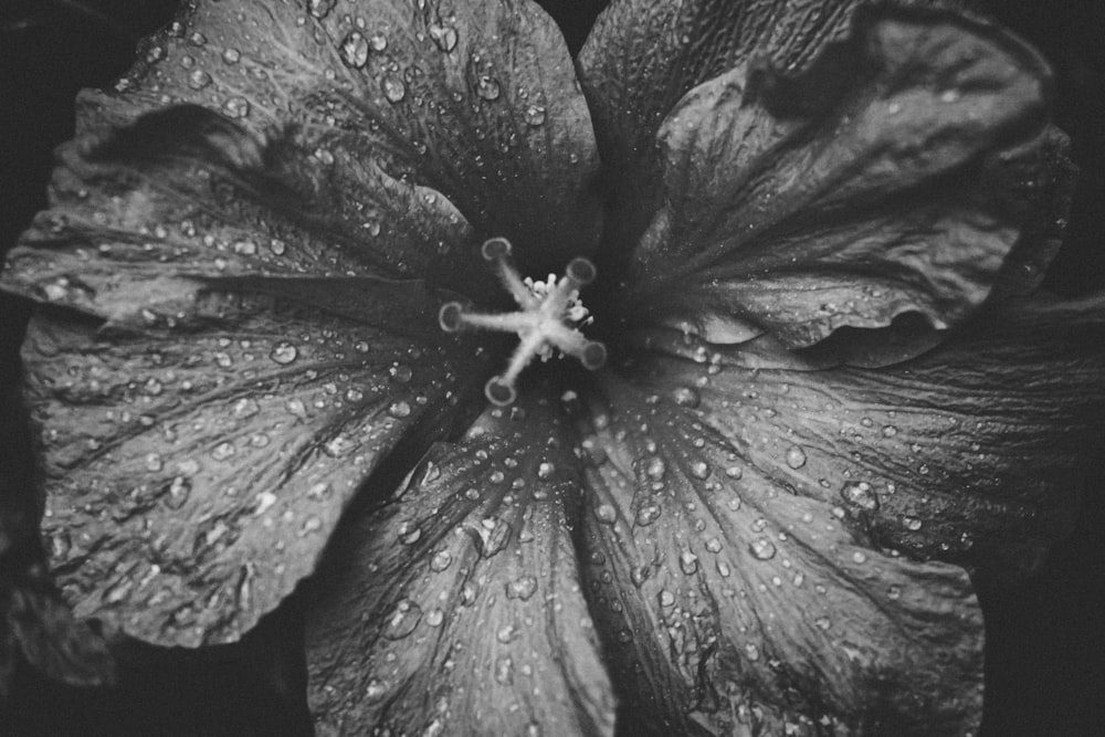 grayscale photo of flower