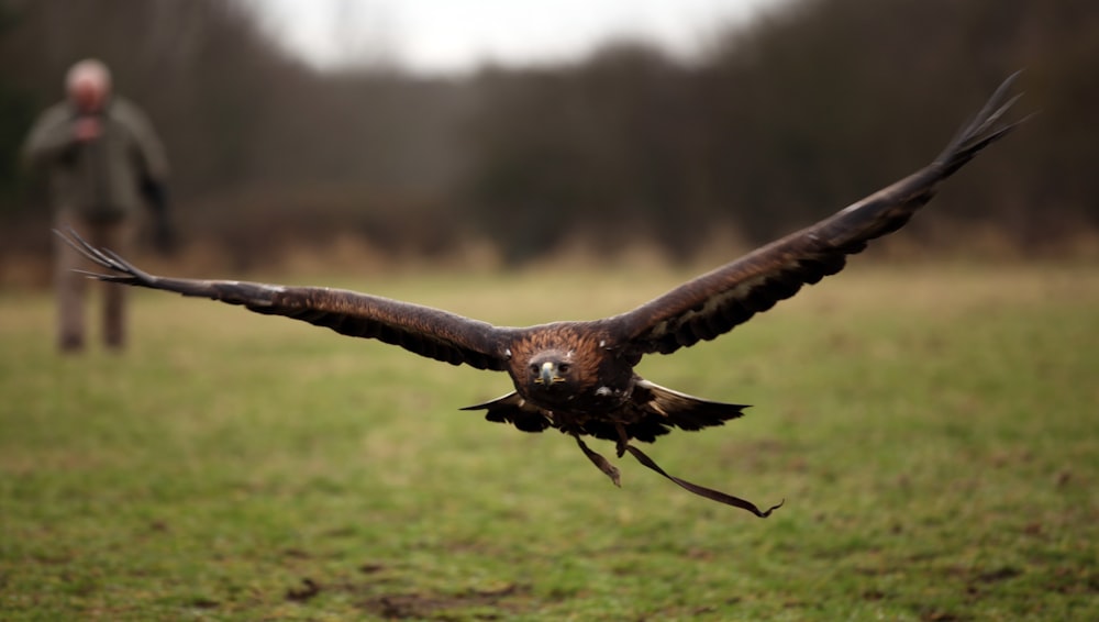 brown and black eagle flying away from person