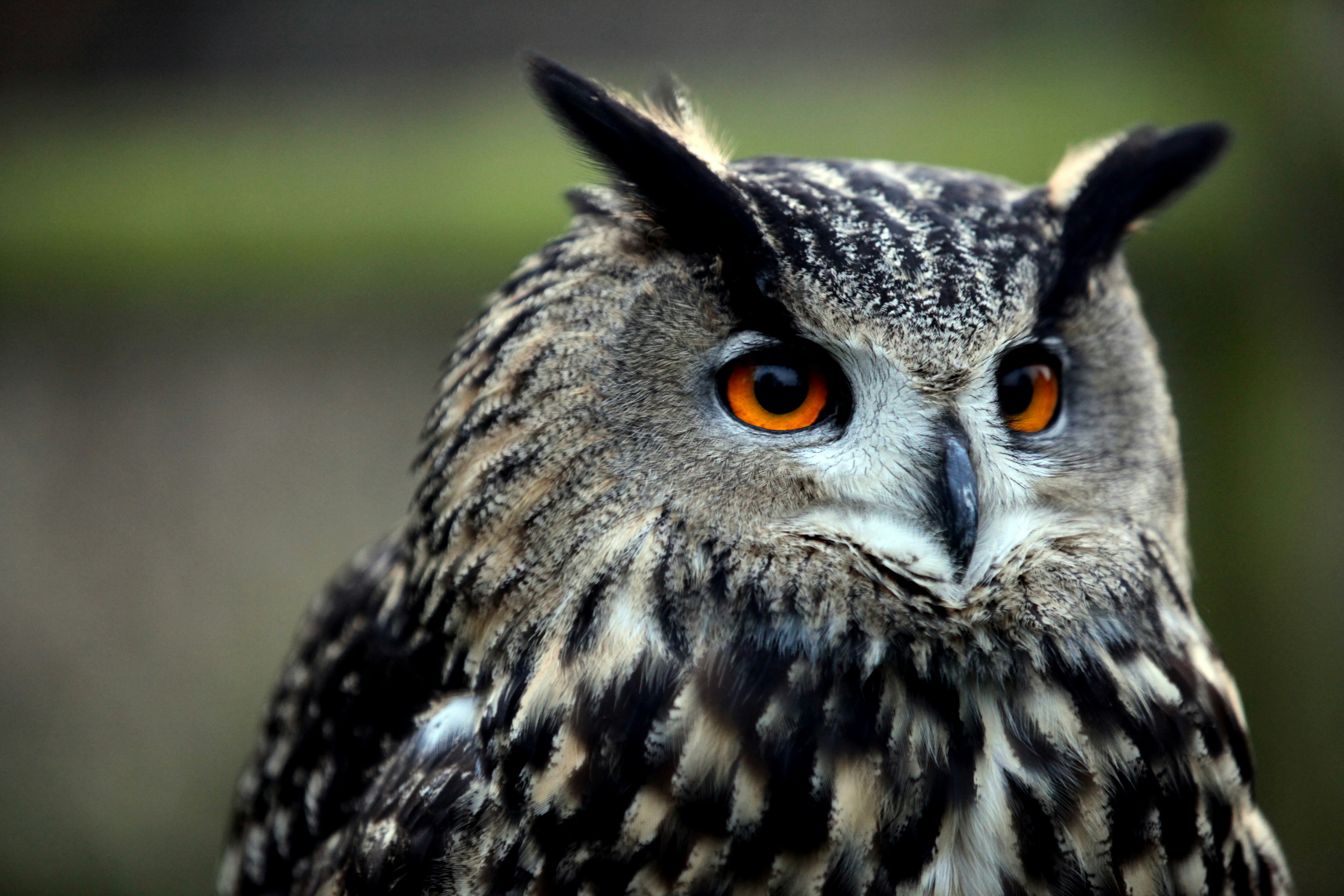 Best 500+ Owl Eyes Pictures Download Free Images on Unsplash