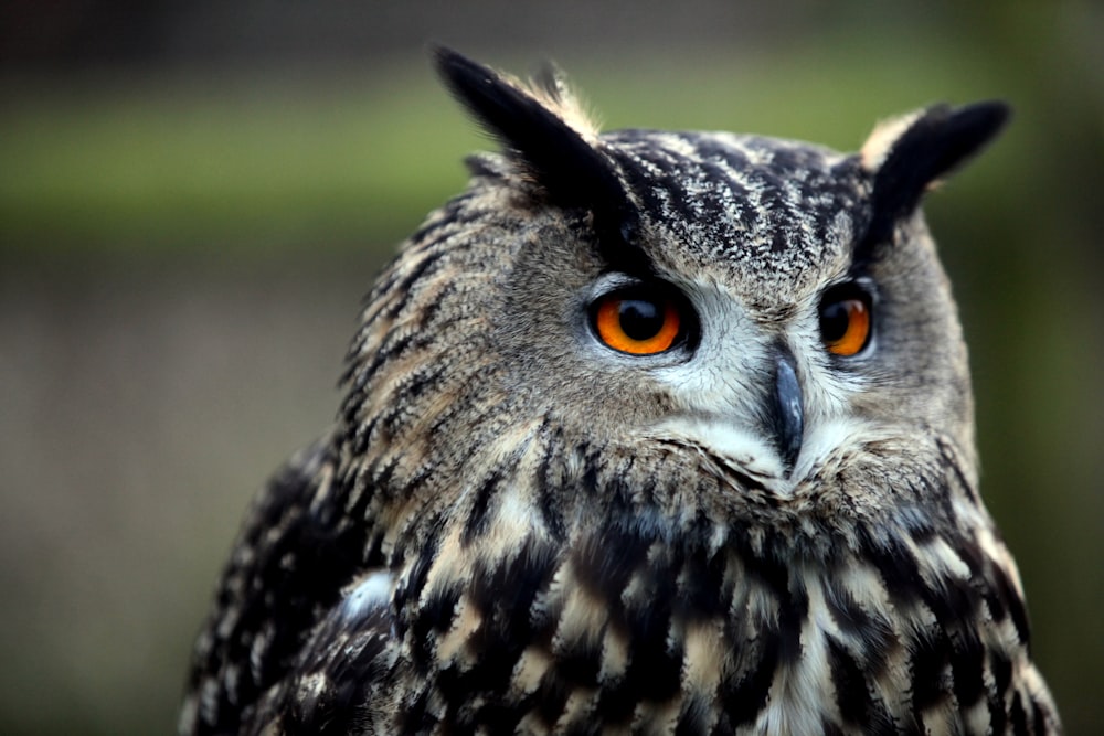 black and brown owl