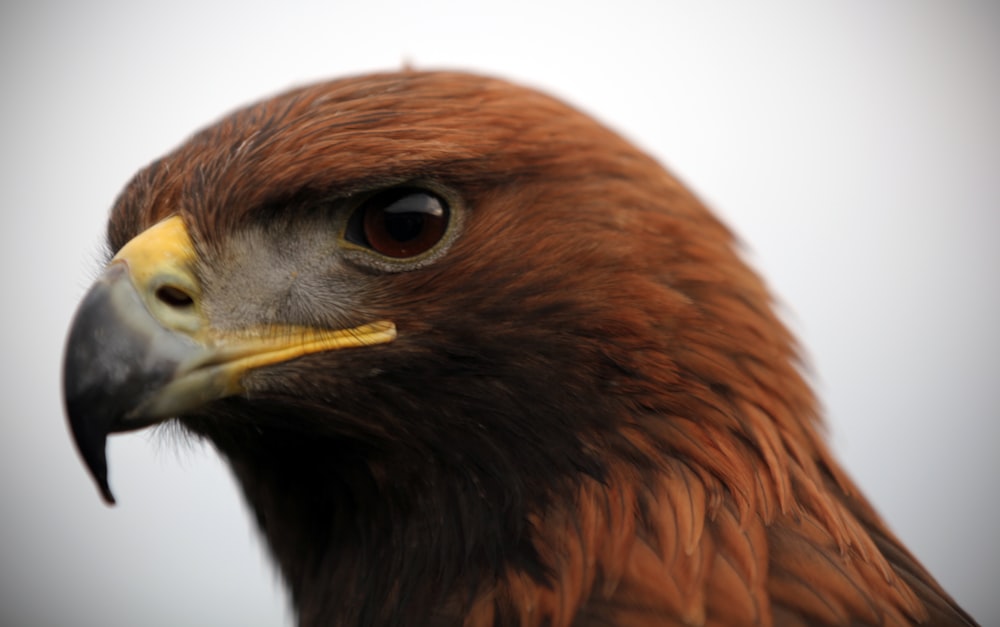 brown eagle portrait