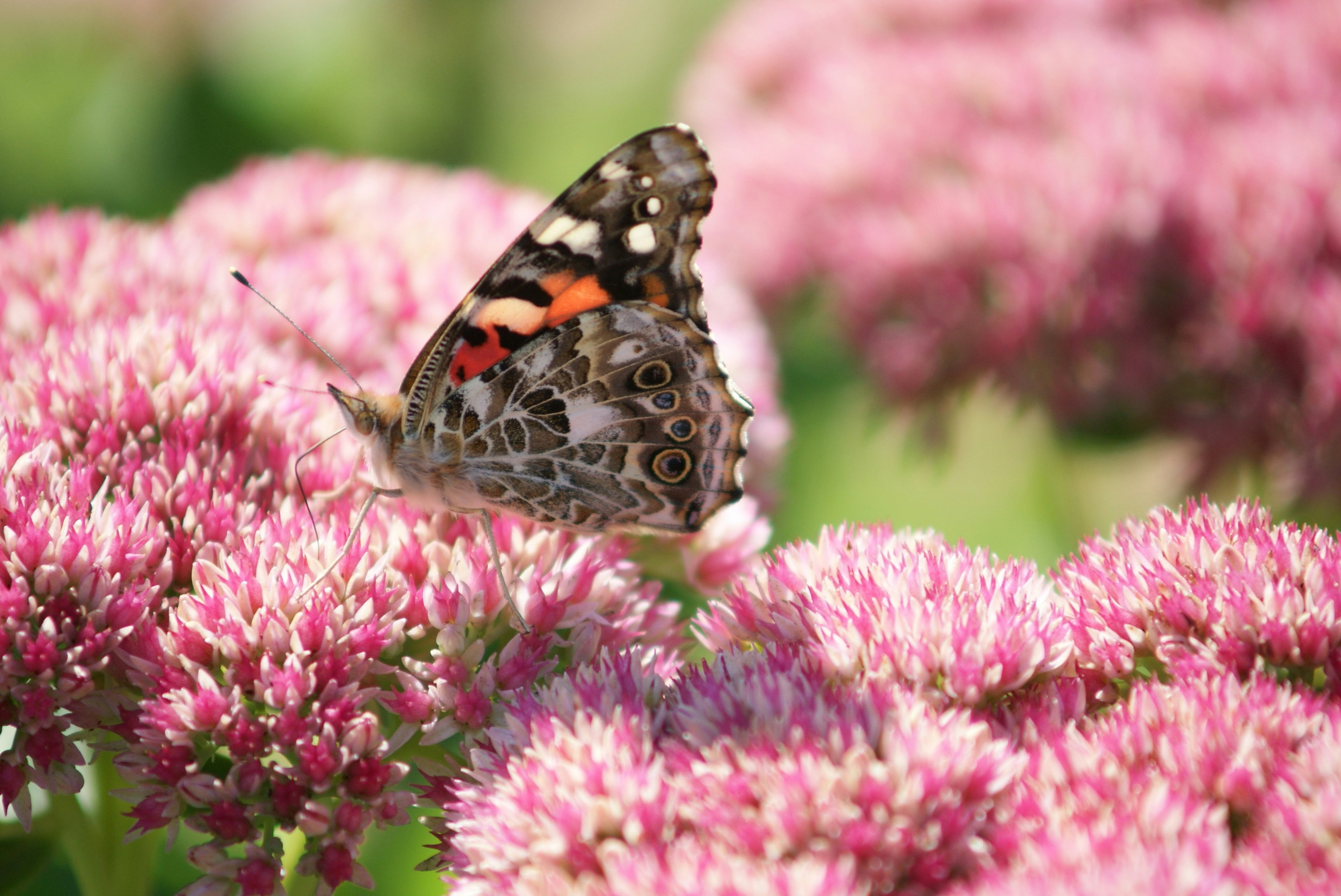 Photo by liberty_frost