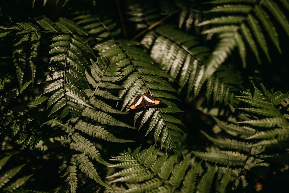 brown and white moth perched on fern plant