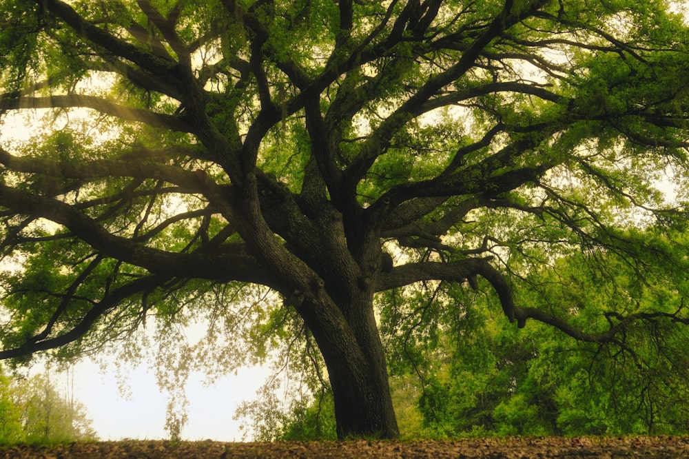 green leaf tree at daytime