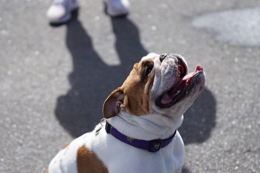 white and tan English bulldog puppy