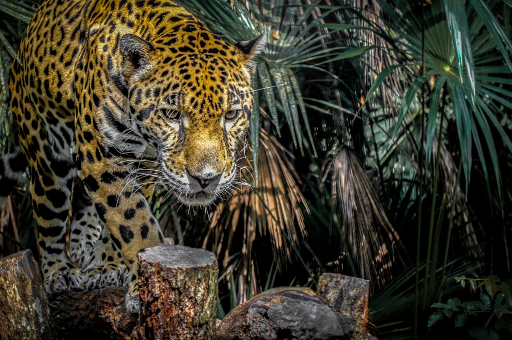 tigre caminhando perto da grama verde durante o dia