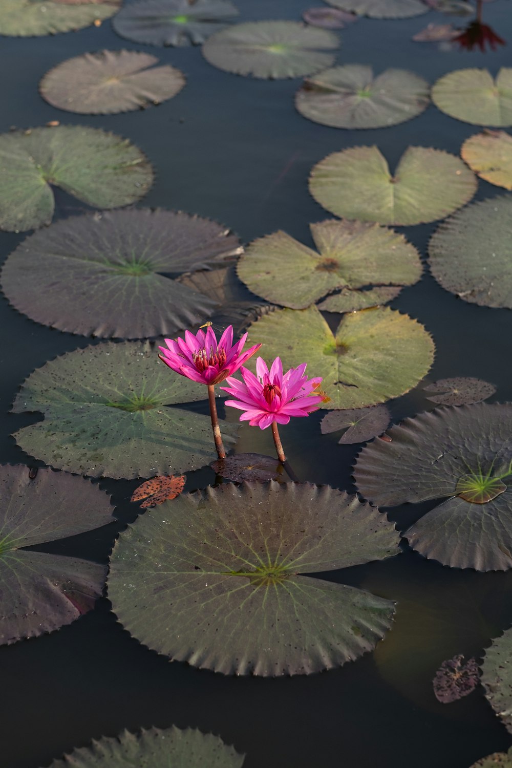 pink lotus