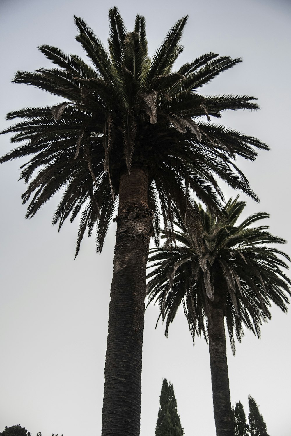 green palm trees during daytime