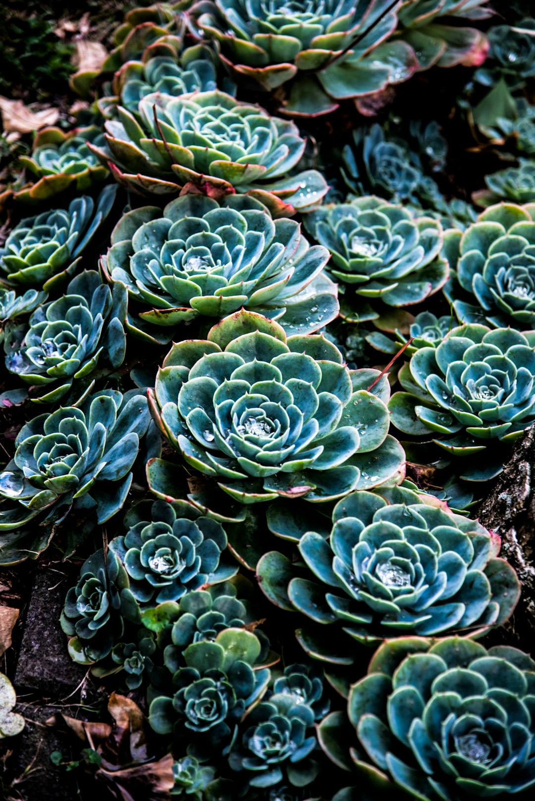 green succulent plant