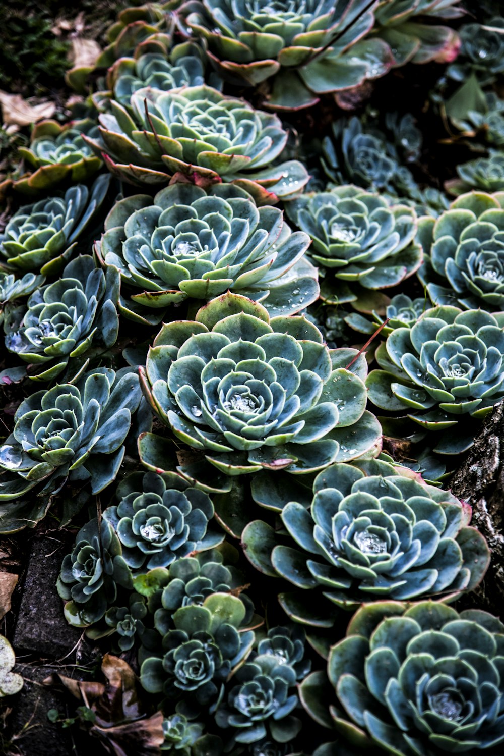 green succulent plant