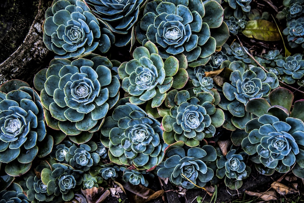 green and blue succulent plants