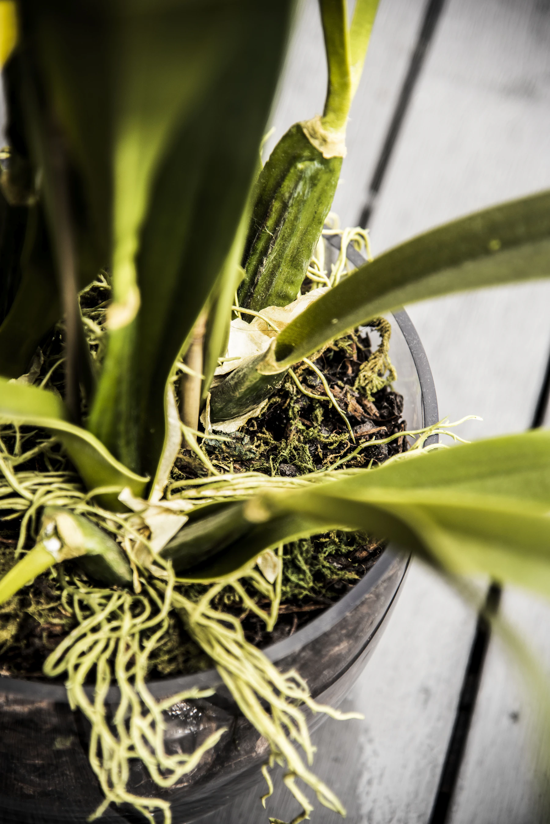 Looking down into an orchid pot: pale roots threading over dark bark and green moss between the bases of the leaves