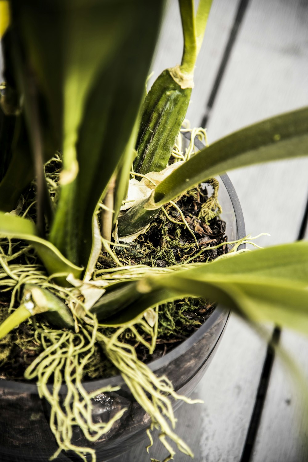 green orchid in clear pot