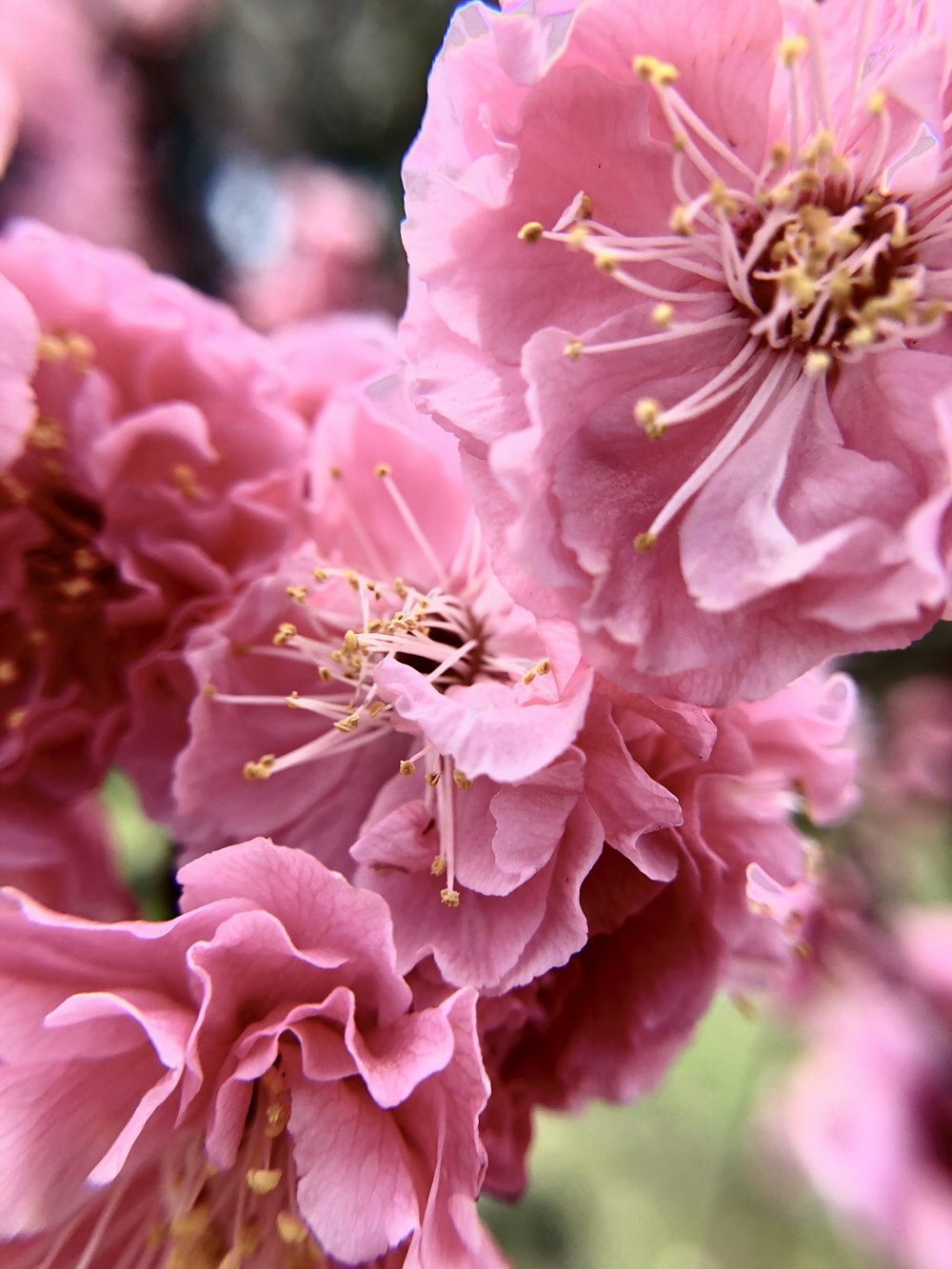 flores de pétalos rosados