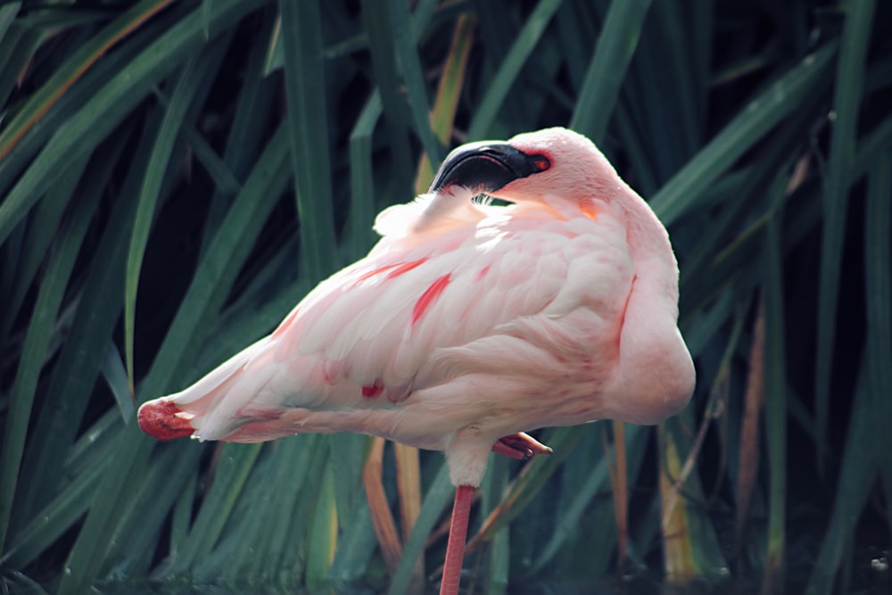 pink flamngo infront of green grass