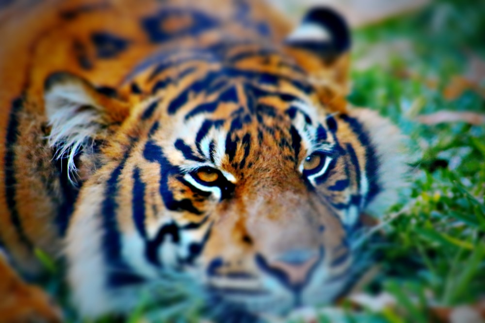 adult tiger