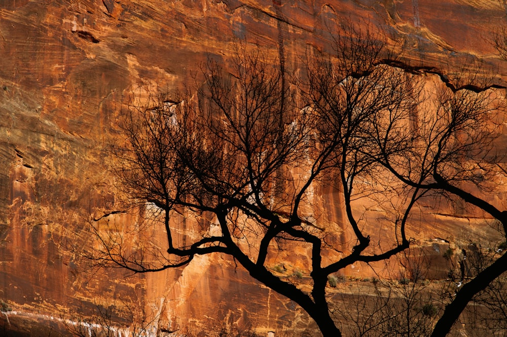 view of silhouette leafless tree