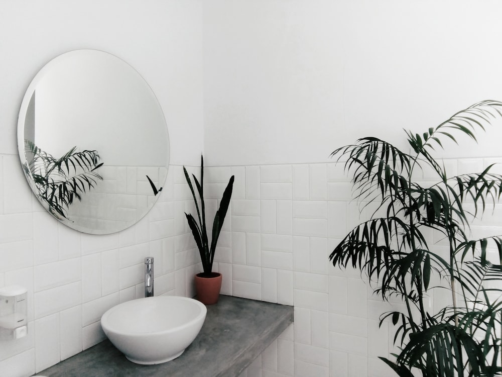 plant beside sink under mirror inside room