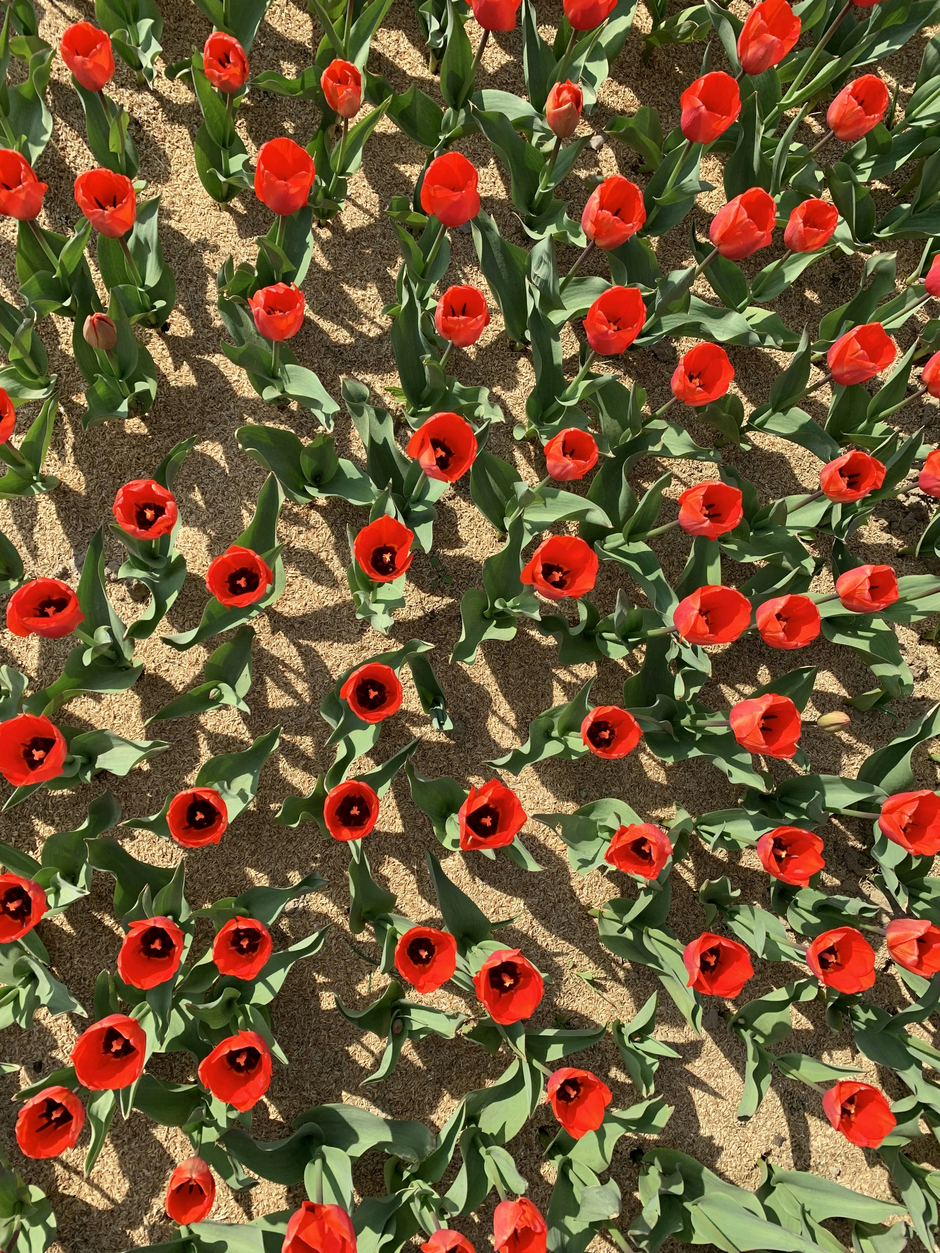 bed of red poppy flowers