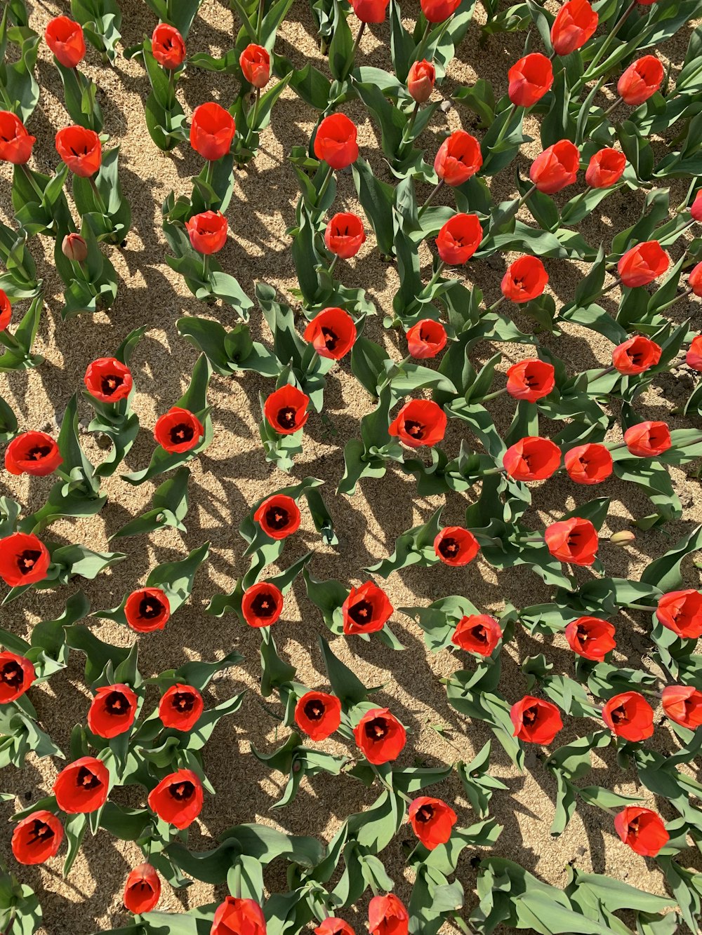 bed of red poppy flowers