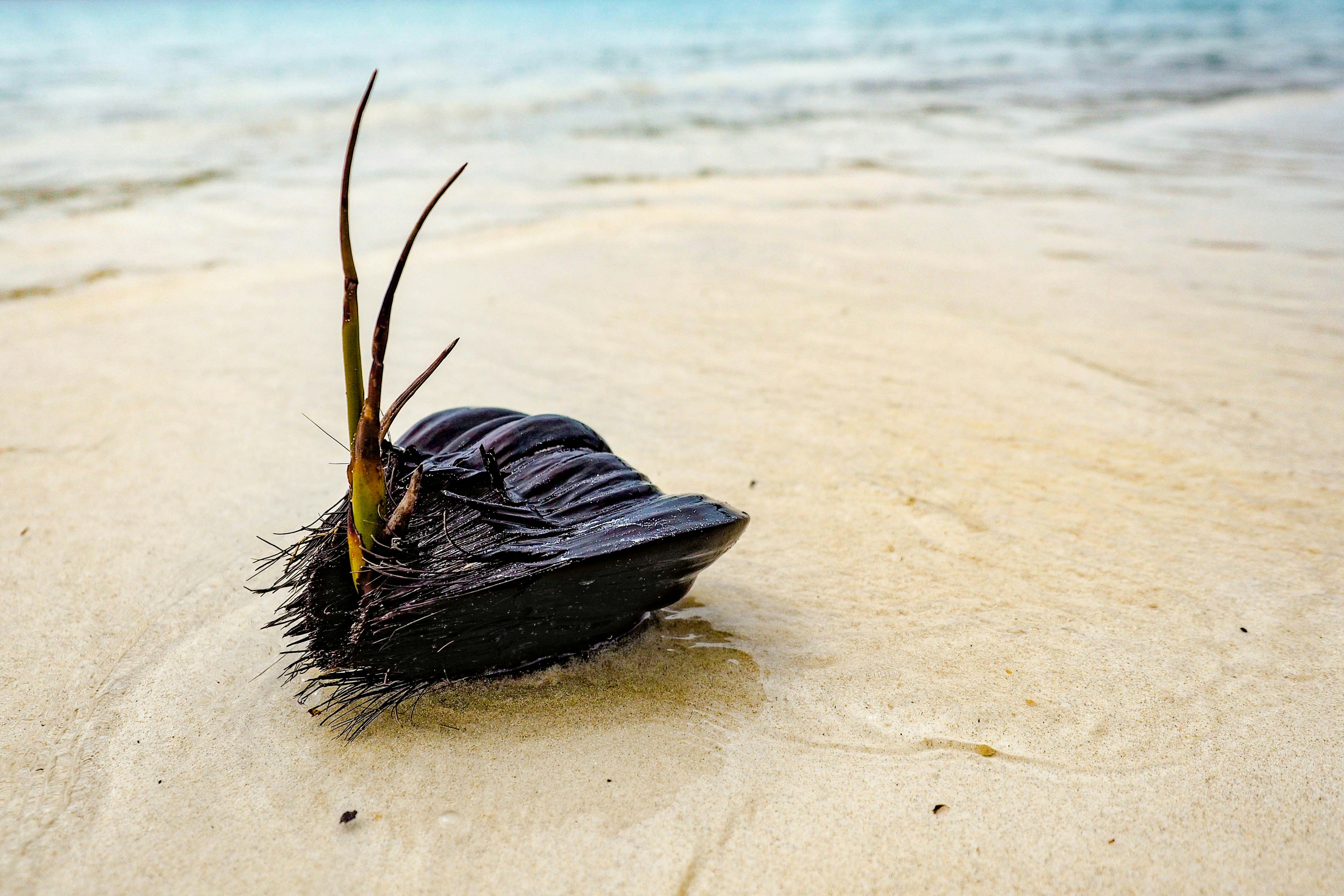 coconut husk on seashore