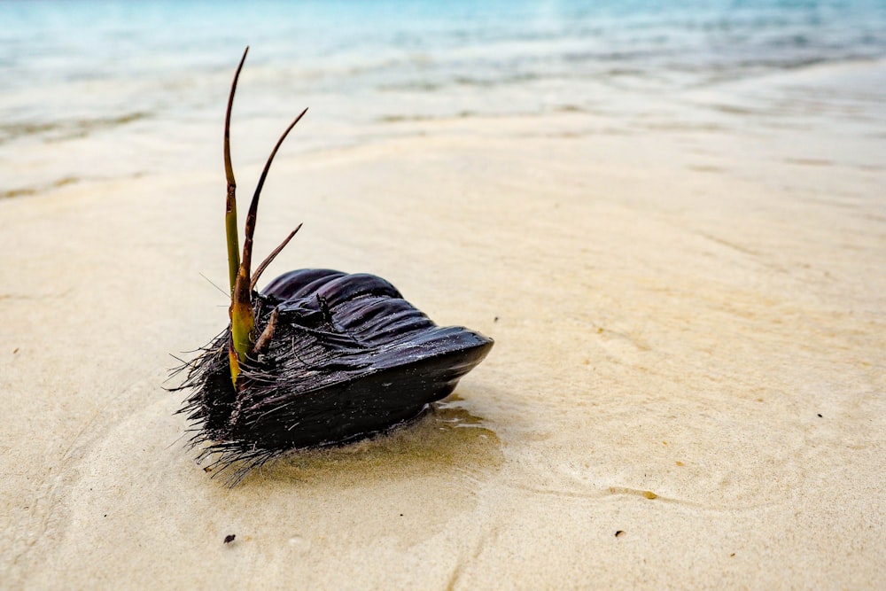 buccia di cocco in riva al mare