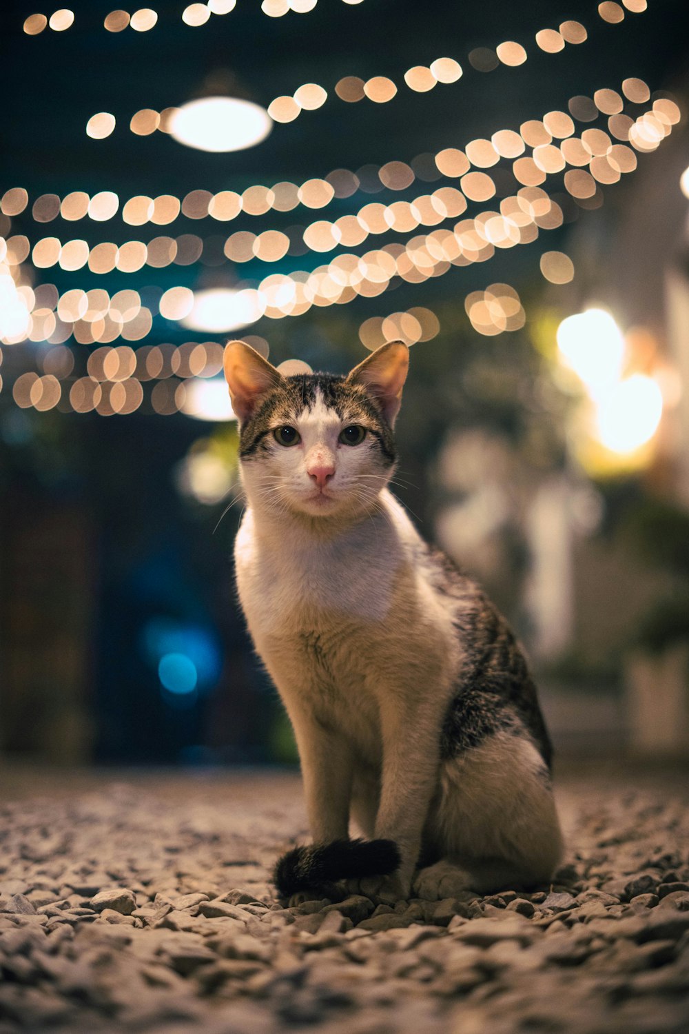 white and grey cat