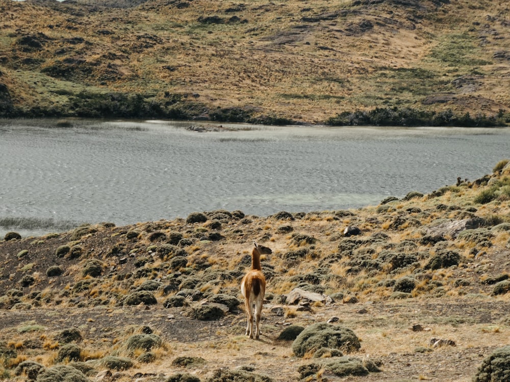 Animales caminando cerca del río