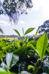 Plant a Greener Future