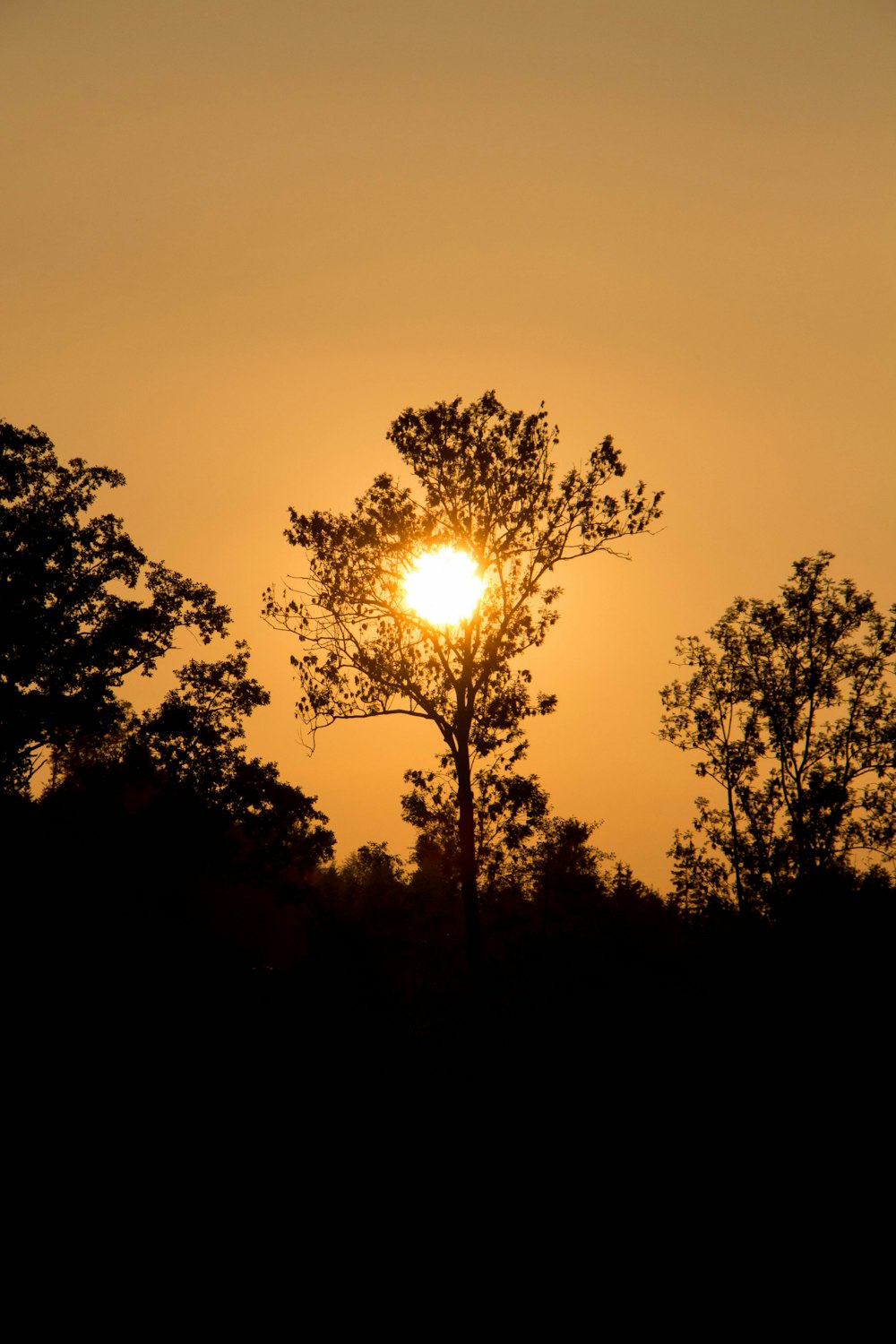 silhouette of trees