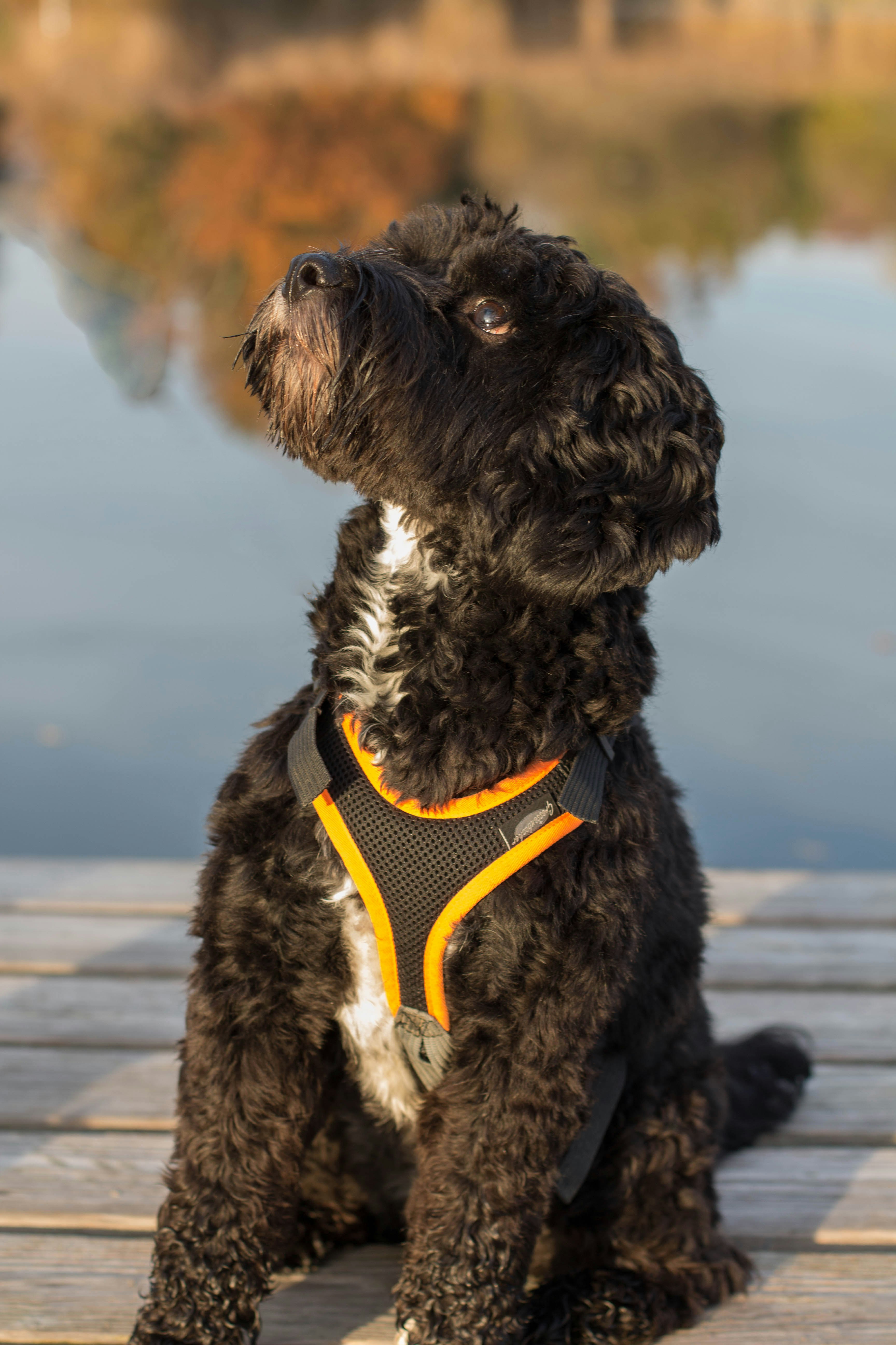 black curly-coated dog on dock