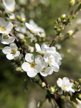 Close-up shot of white flowers on a branch with blurred green foliage in the background. The flowers have multiple petals and yellow centers, and there are a few buds yet to fully bloom.