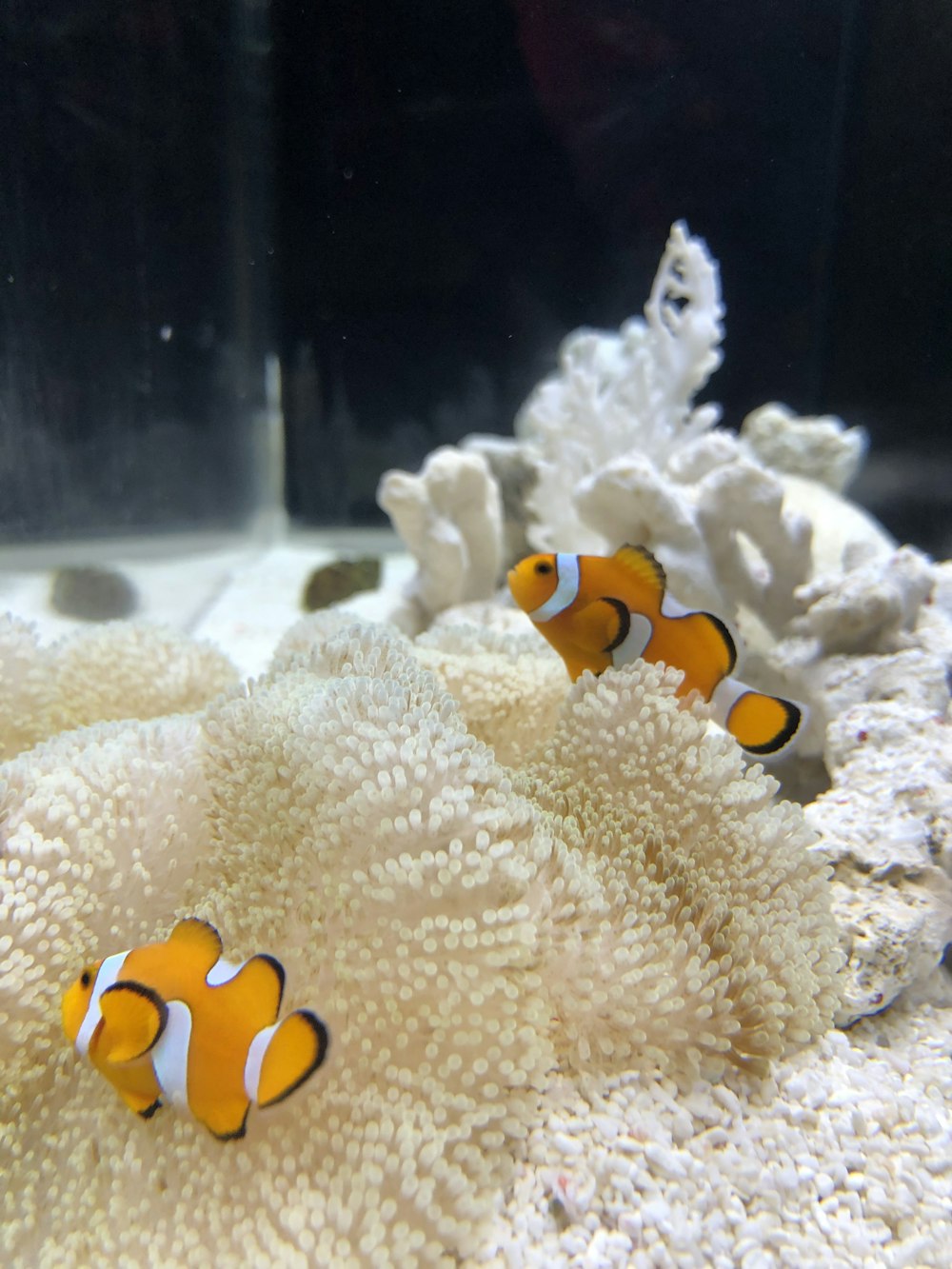 two clown fish hiding at the corals