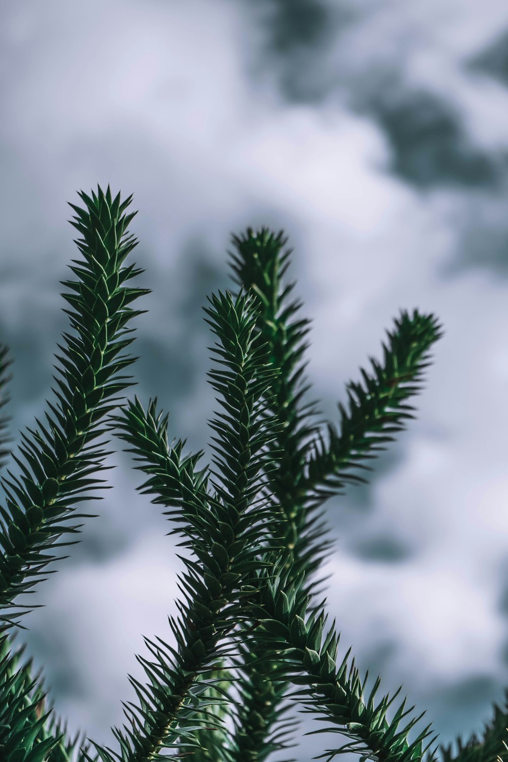 trois feuilles vertes plante photographie en gros plan