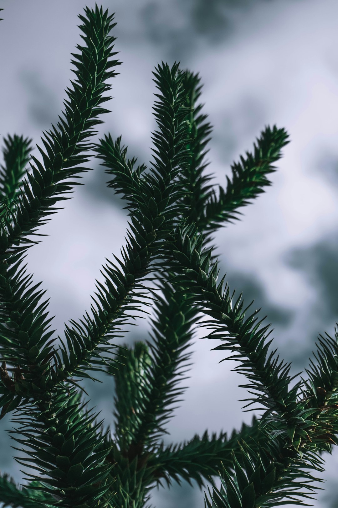 green-leafed plant