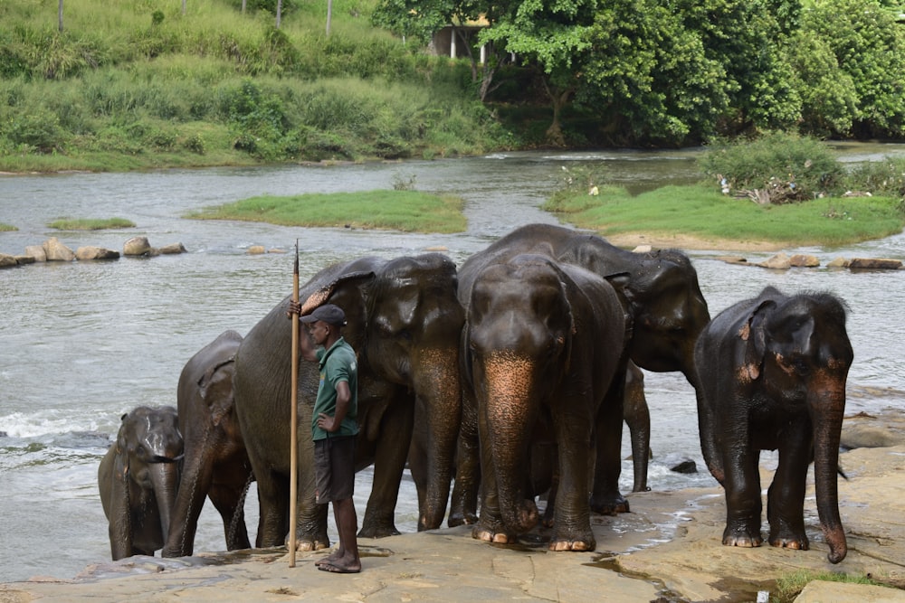 man herding elephants in river bank