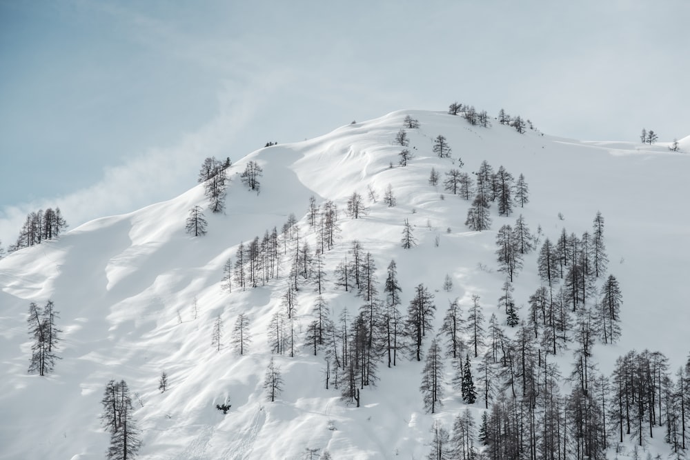 pine trees surrounded by snow during snow season