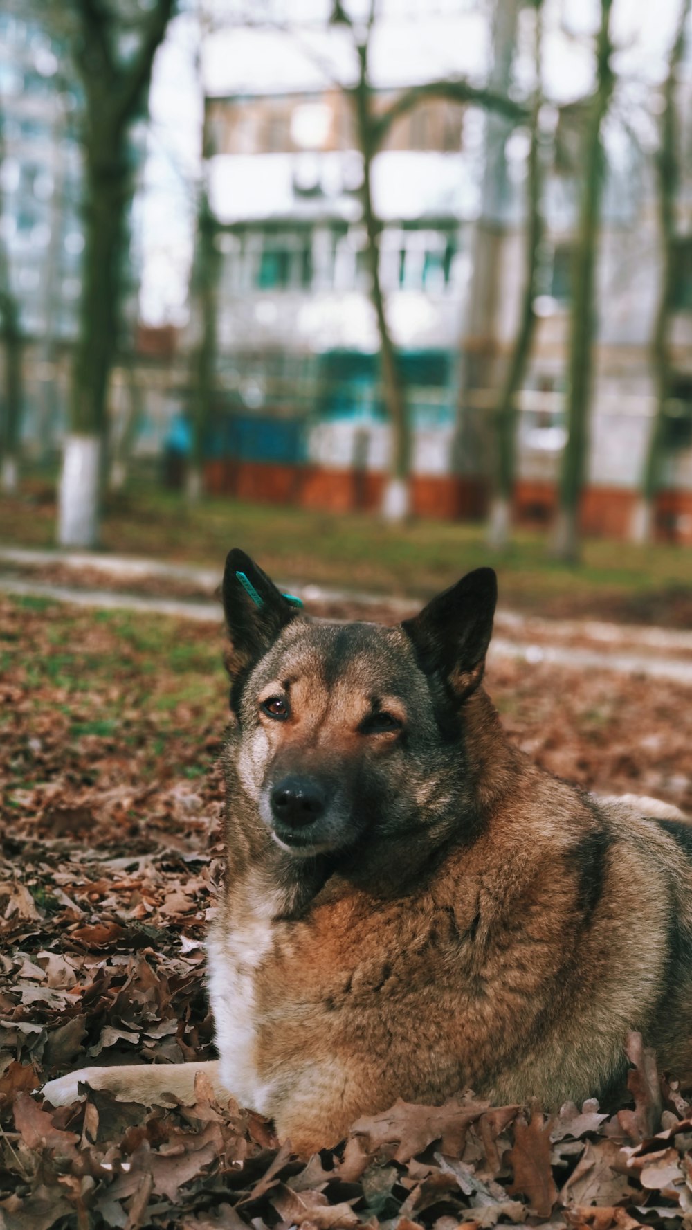 brown dog on ground