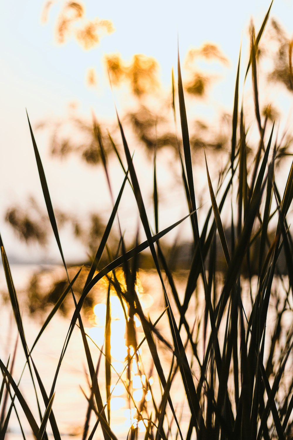 the sun is shining through the grass by the water