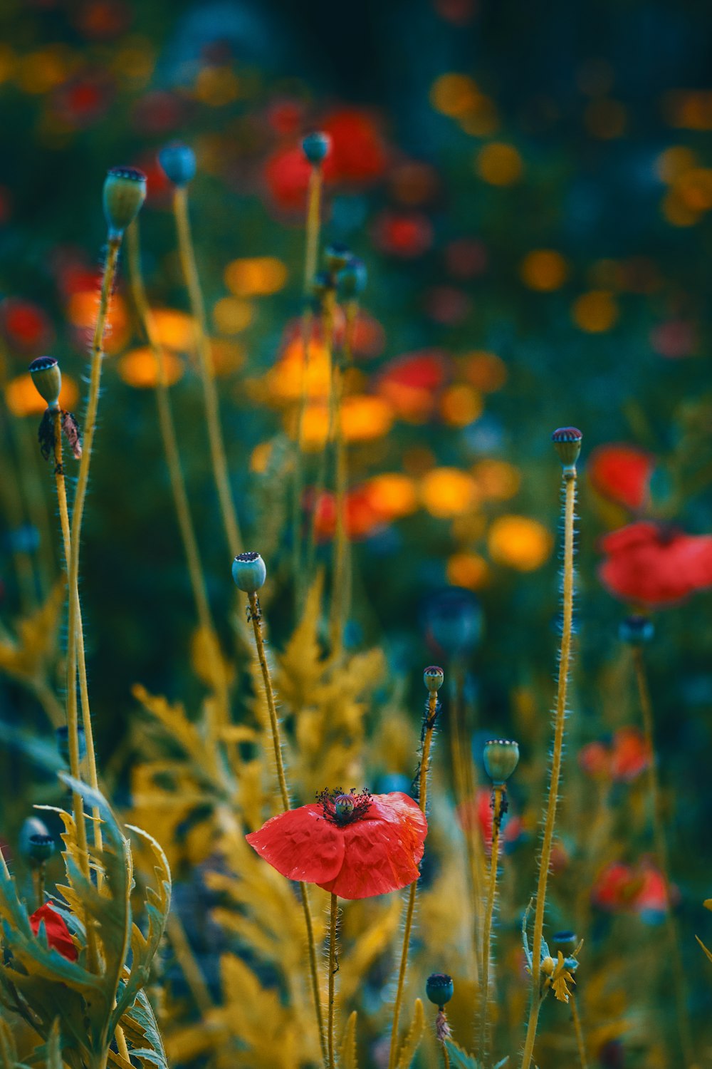 close-up photography of red flower