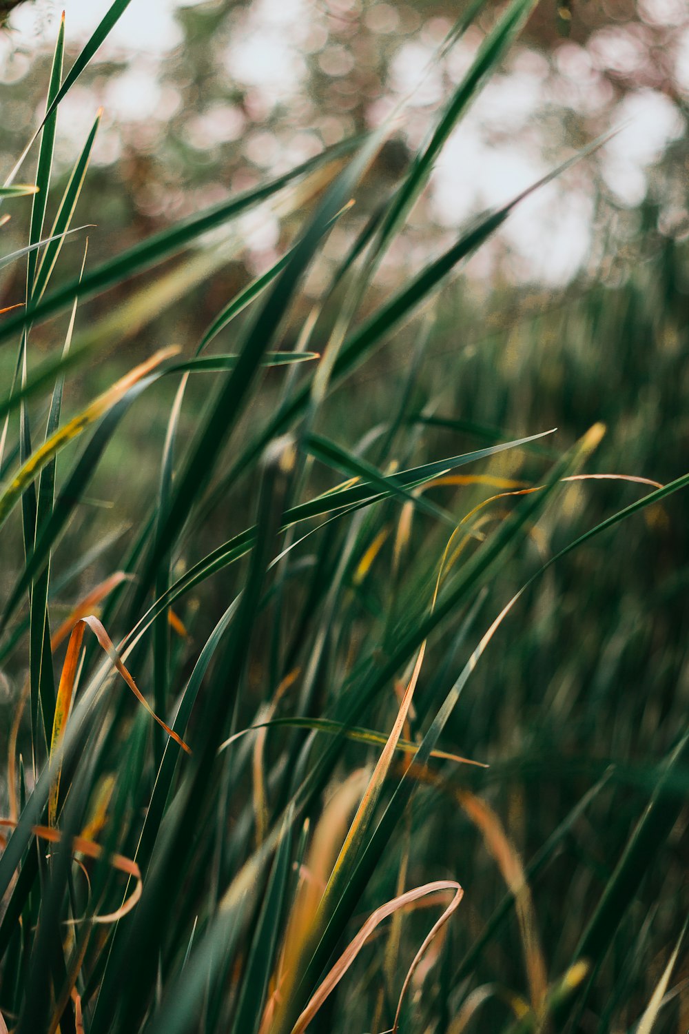 green grasses