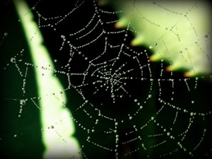 A close-up view of a spider web covered in dew drops, set against a blurred green background. The intricate pattern of the web is highlighted by the light reflecting off the droplets, creating a delicate and mesmerizing effect.